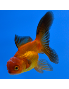 Oranda rojo y negro