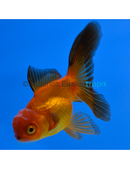 Oranda rojo y negro
