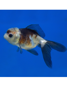 Oranda panda