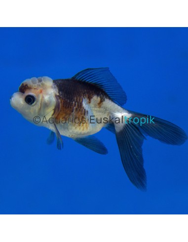 Oranda panda