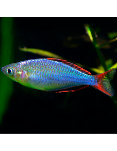 Pez Arcoiris azul pareja