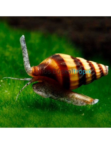 Caracol asesino (Anentome Helena)