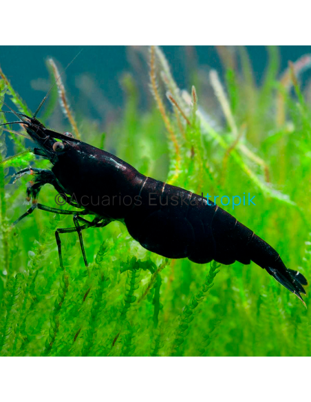 Gamba black sakura