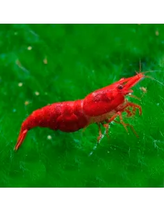 Gamba Red Painted Sakura