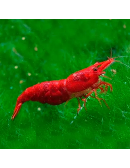 Gamba Red Painted Sakura