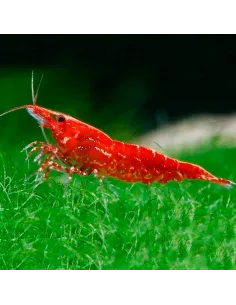 Gamba cereza red cherry