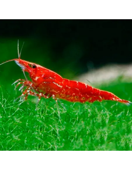 Gamba cereza red cherry