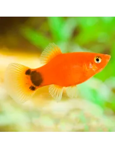 Platy mickey rojo