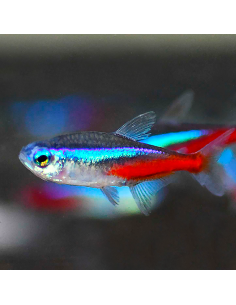 Tetra neón innesi (Paracheirodon innesi) 2
