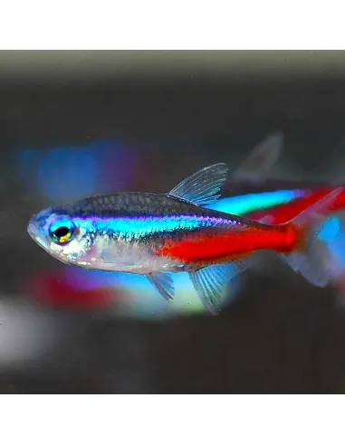 Tetra neón innesi (Paracheirodon innesi)