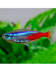 Tetra neón innesi (Paracheirodon innesi)