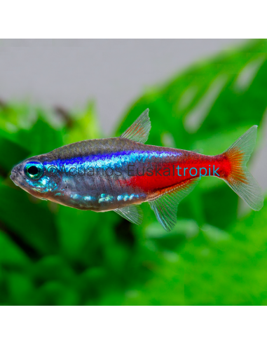 Tetra neón innesi (Paracheirodon innesi)