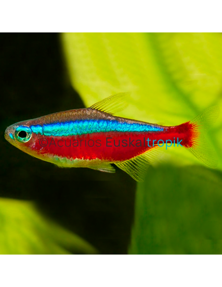Tetra neón cardenal (Paracheirodon Axelrodi)