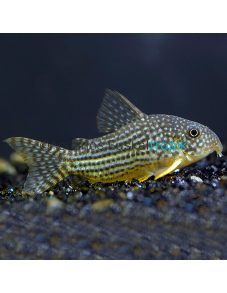 Corydora Sterbai (Corydoras sterbai)