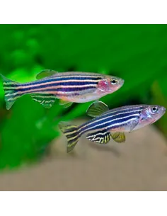 Danio cebra (Danio rerio, cebrita)