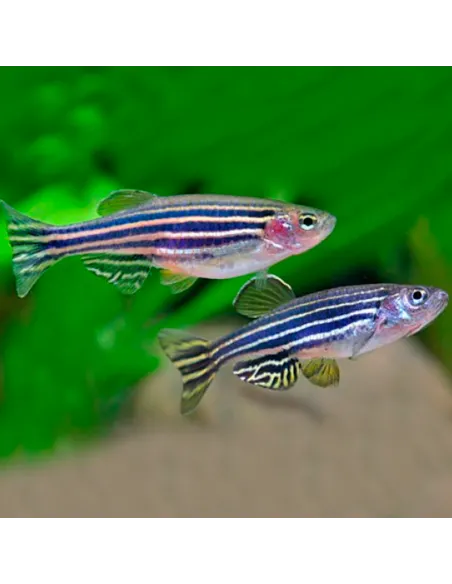 Danio cebra (Danio rerio, cebrita)