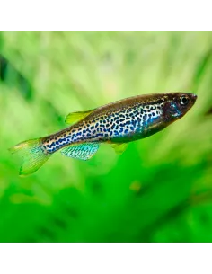 Danio cebra leopardo