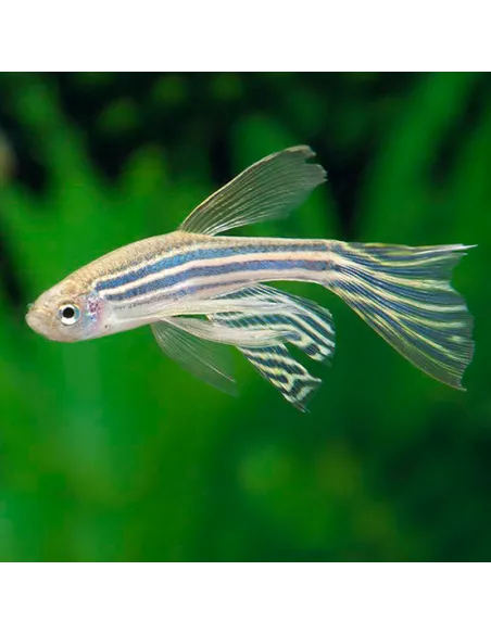 Danio cebra velo (Danio reriro)
