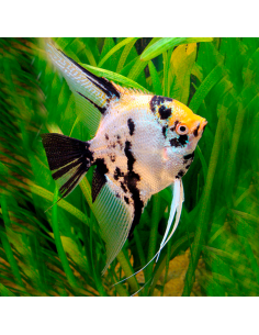 Escalar Koi tricolor (Pterophyllum scalare)