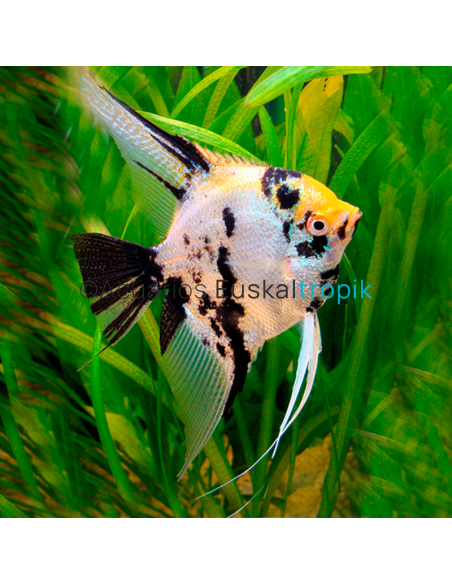 Escalar Koi tricolor (Pterophyllum scalare)