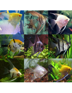 Escalar variado (Pterophyllum scalare)