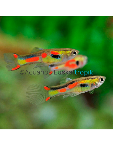 Guppy endler (Poecilia wingei)