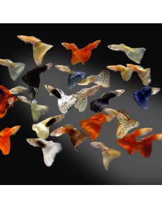 Guppy macho variado (Poecilia reticulata)