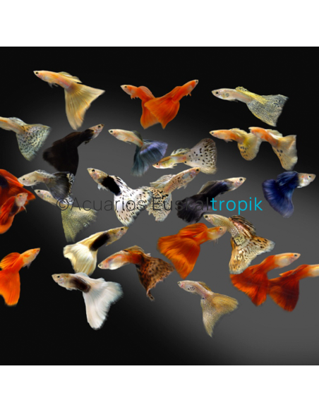 Guppy macho variado (Poecilia reticulata)