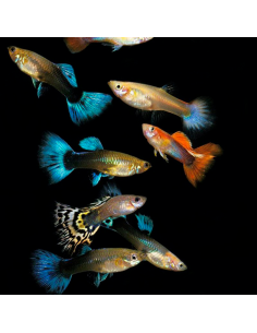 Guppy hembra variado (Poecilia reticulata)