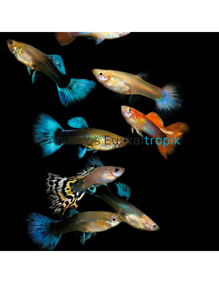 Guppy hembra variado (Poecilia reticulata)