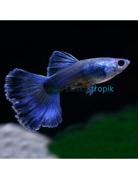 Guppy moscow azul macho (Poecilia reticulata)