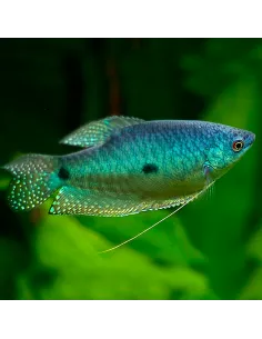 Gurami azul (Trichogaster trichopterus sumatranus)