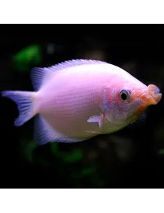 Gurami besucon (Helostoma temmincki)