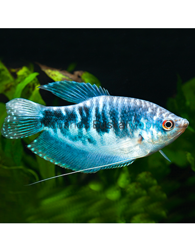 Gurami marmol (Trichogaster trichopterus cosby)