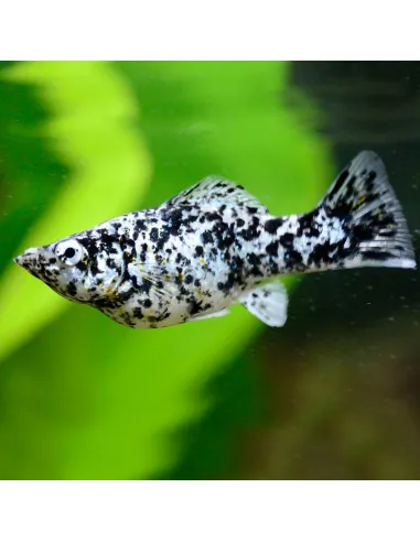 Molly dalmata