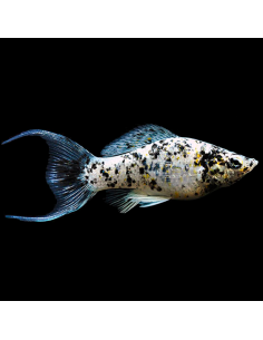 Molly dalmata Lyra