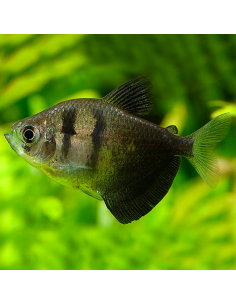 Monjita