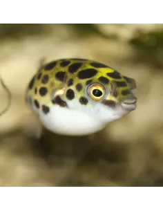 Pez globo Nigroviridis