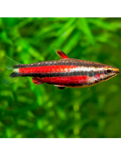 Pez lapiz rojo