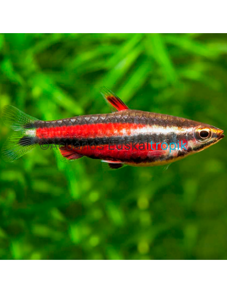 Pez lapiz rojo