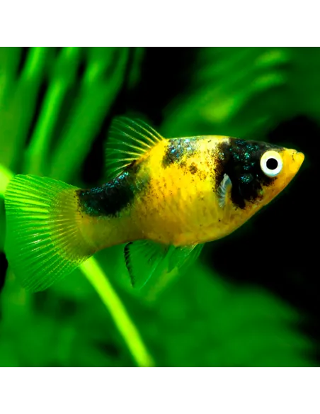 Platy abeja amarillo