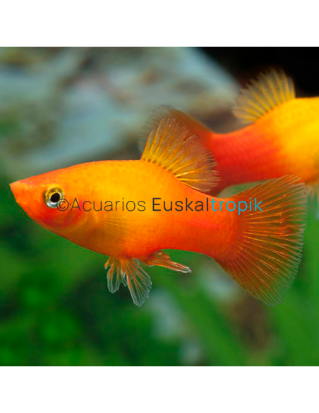 Platy Sunset (Amanecer)