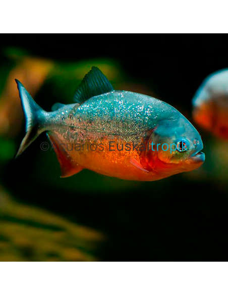 Piraña roja