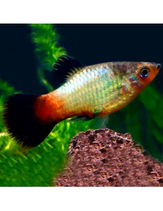 Platy arco iris wagtail