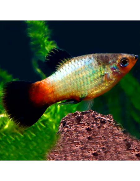 Platy arco iris wagtail