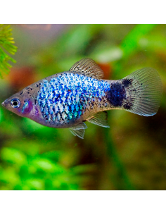 Platy azul cálico