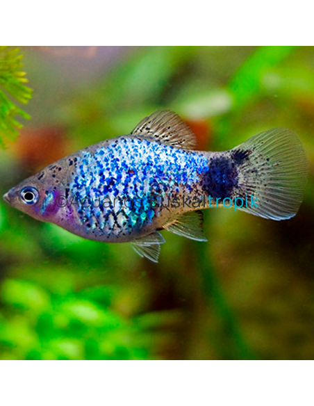 Platy azul cálico