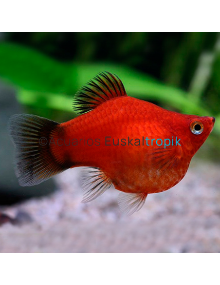 Platy balon rojo