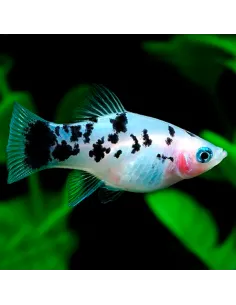 Platy blanco cálico