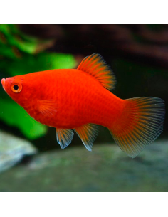 Platy coral